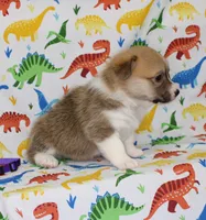 WINNIE, a female Pembroke Welsh Corgi for sale in Bells, TX – Photo 2 of 4