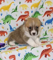 WINNIE, a female Pembroke Welsh Corgi for sale in Bells, TX – Photo 3 of 4