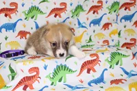 WINNIE, a female Pembroke Welsh Corgi for sale in Bells, TX – Photo 4 of 4
