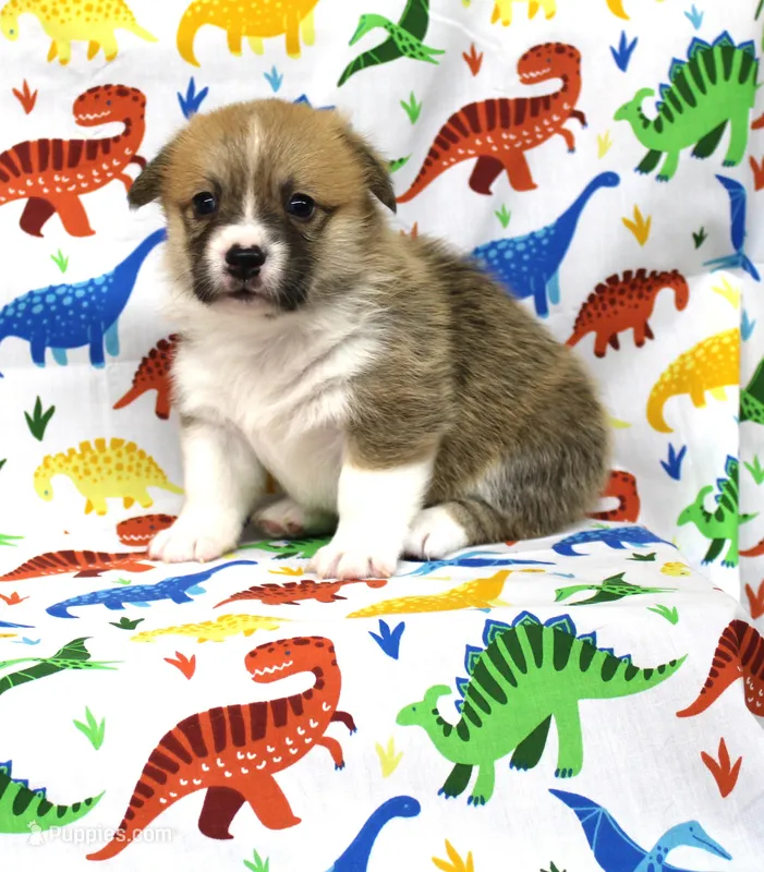 WINNIE – Pembroke Welsh Corgi puppy for sale in Bells, TX