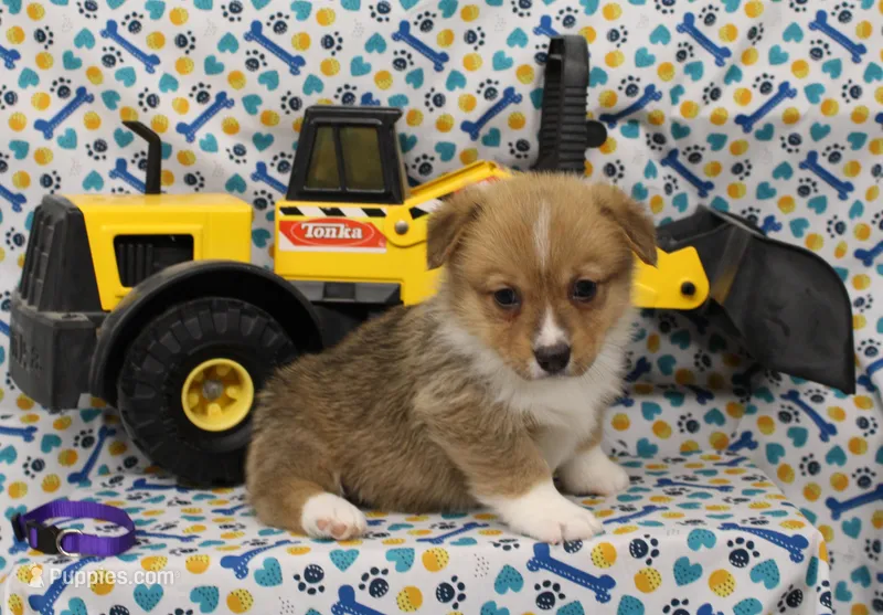 WINNIE – Pembroke Welsh Corgi puppy for sale in Bells, TX