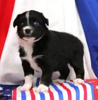 CASIE-MINI AUSSIE  ASDR, a female Miniature Australian Shepherd for sale in Bells, TX – 4 of 4