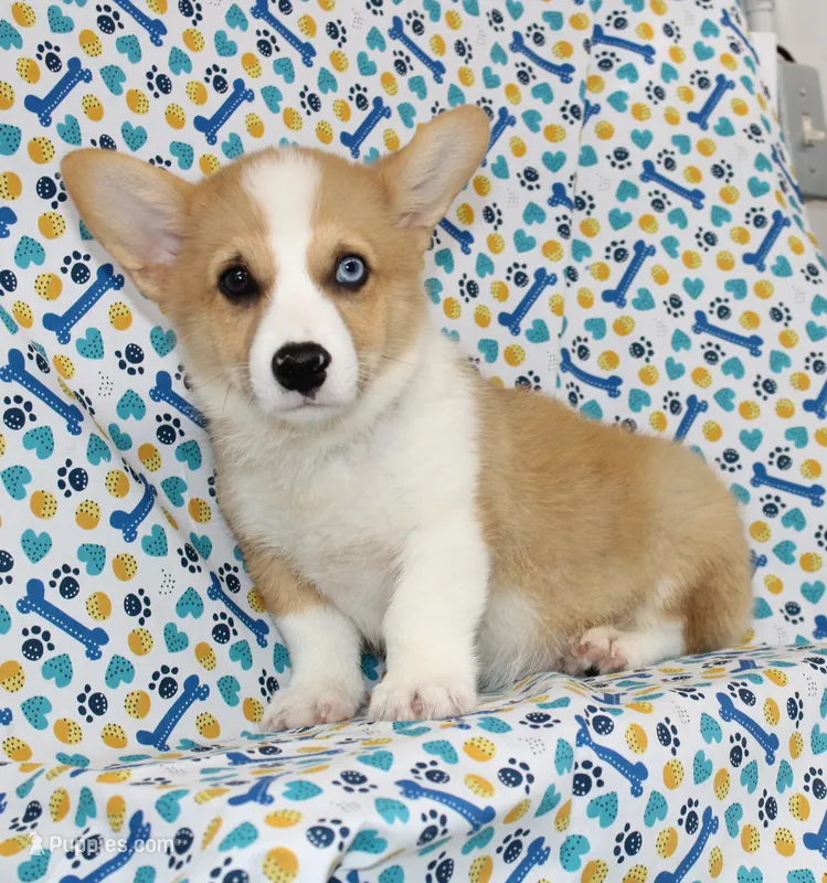 JULY-BLUE EYE – Pembroke Welsh Corgi puppy for sale in Bells, TX