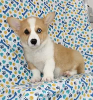 JULY-BLUE EYE, a male Pembroke Welsh Corgi for sale in Bells, TX – 1 of 10