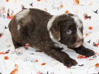BILLY RAY-AUSSIEDOODLE, a male Miniature Aussiedoodle for sale in Bells, TX – 3 of 6