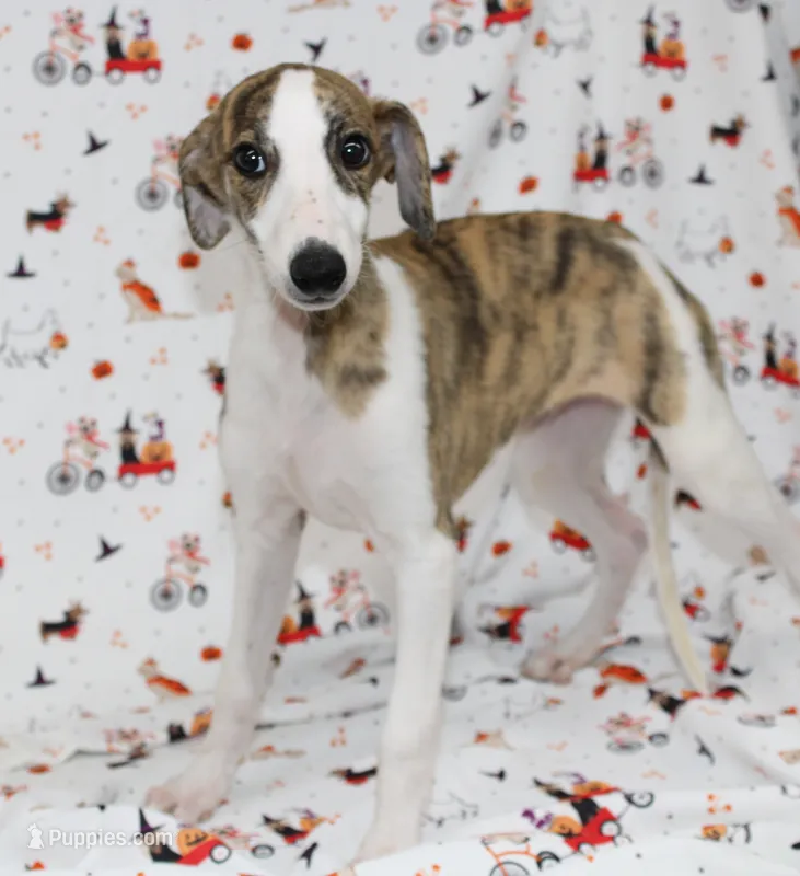 ZUKE-AKC – Whippet puppy for sale in Bells, TX