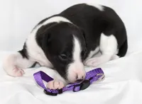 BIZZY-WHIPPET AKC, a female Whippet for sale in Bells, TX – 5 of 6