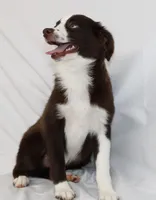 BOONE-TOY ASDR VACCINATIONS COMPLETE, a male Toy Australian Shepherd for sale in Bells, TX – 3 of 8