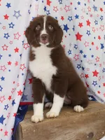 EMBER, a female Toy Australian Shepherd for sale in Bells, TX – 2 of 10