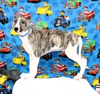 CHASE-AKC, a male Whippet for sale in Bells, TX – 3 of 10
