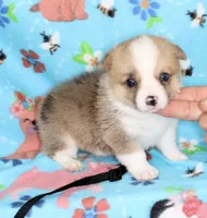 JULY-BLUE EYES , a male Pembroke Welsh Corgi for sale in Bells, TX – 4 of 5
