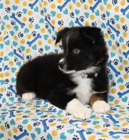 CASIE-MINI AUSSIE  ASDR, a female Miniature Australian Shepherd for sale in Bells, TX – 6 of 9
