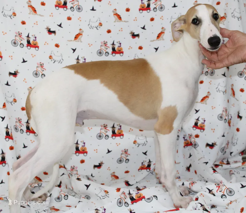 GRAHAM-WHIPPET AKC – Whippet puppy for sale in Bells, TX