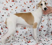 GRAHAM-WHIPPET AKC, a male Whippet for sale in Bells, TX – 1 of 9