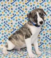 CHASE-AKC, a male Whippet for sale in Bells, TX – 3 of 5