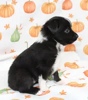 TOY AUSSIE JOSIE PEARL-ASDR, a male Toy Australian Shepherd for sale in Bells, TX – 3 of 5