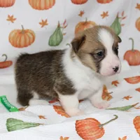 BIRDIE, a female Pembroke Welsh Corgi for sale in Bells, TX – 6 of 6