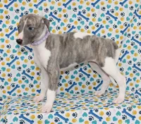 MAISIE-AKC BLUE BRINDLE BLUE EYES, a female Whippet for sale in Bells, TX – 4 of 7