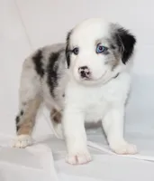 CORY-MINI AUSSIE  ASDR, a male Miniature Australian Shepherd for sale in Bells, TX – 9 of 9