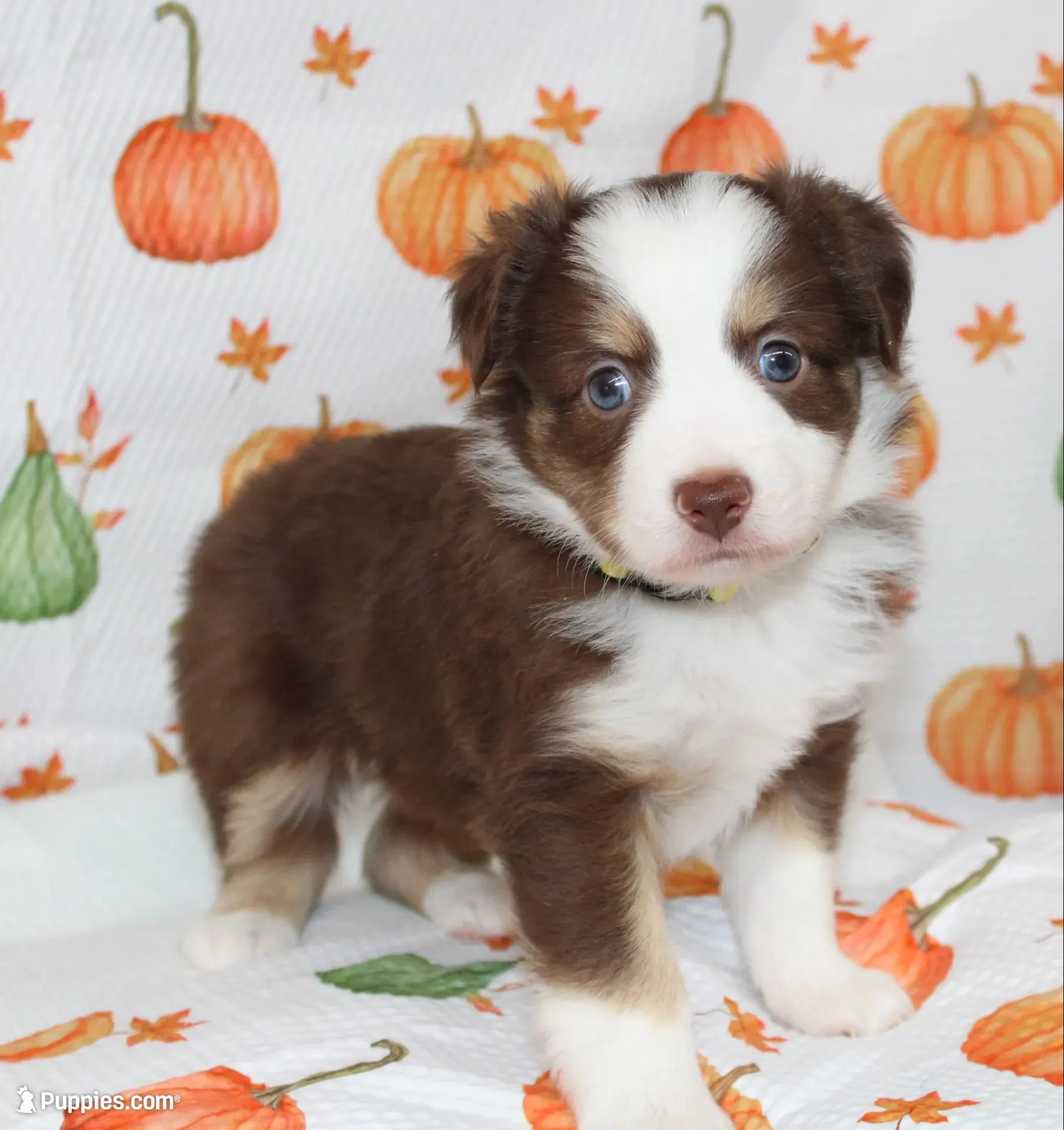 TOY TILLY-ASDR BLUE EYES, a female Miniature Australian Shepherd and Toy Australian Shepherd for sale in Bells, TX – 1 of 10