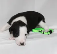 LADYBUG-WHIPPET AKC, a female Whippet for sale in Bells, TX – 4 of 4
