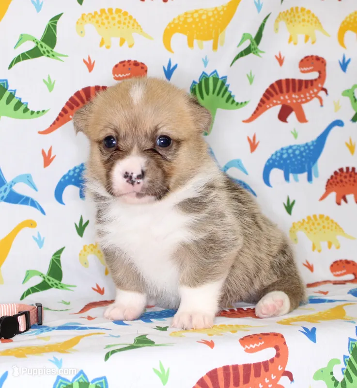 BLOSSOM – Pembroke Welsh Corgi puppy for sale in Bells, TX