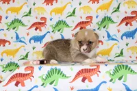 BLOSSOM, a female Pembroke Welsh Corgi for sale in Bells, TX – Photo 4 of 4