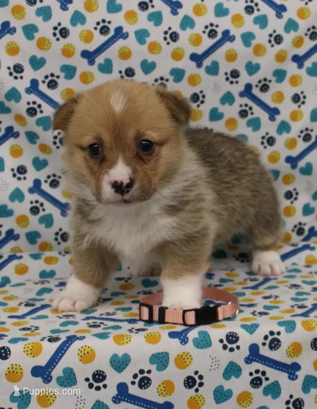 BLOSSOM – Pembroke Welsh Corgi puppy for sale in Bells, TX