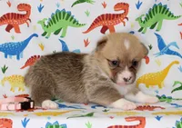 BLOSSOM, a female Pembroke Welsh Corgi for sale in Bells, TX – Photo 2 of 4