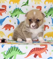 BLOSSOM, a female Pembroke Welsh Corgi for sale in Bells, TX – Photo 3 of 4