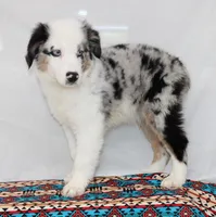 CORY-MINI AUSSIE  ASDR, a male Miniature Australian Shepherd for sale in Bells, TX – 2 of 9
