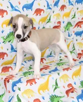 BAMA-AKC, a male Whippet for sale in Bells, TX – Photo 8 of 10
