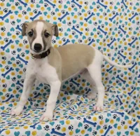 BAMA-AKC, a male Whippet for sale in Bells, TX – Photo 4 of 10