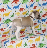 BAMA-AKC, a male Whippet for sale in Bells, TX – Photo 6 of 10