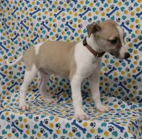 BAMA-AKC, a male Whippet for sale in Bells, TX – Photo 5 of 10
