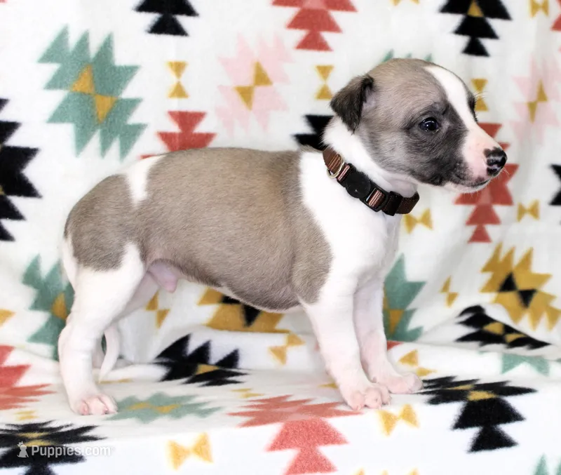 BAMA-AKC – Whippet puppy for sale in Bells, TX