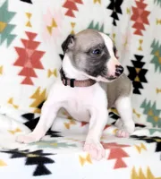 BAMA-AKC, a male Whippet for sale in Bells, TX – Photo 2 of 4