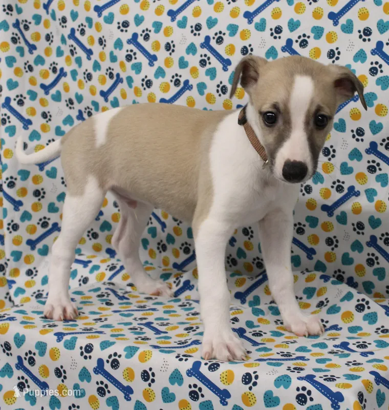 BAMA-AKC – Whippet puppy for sale in Bells, TX