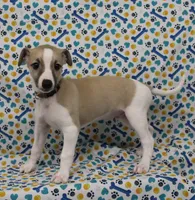 BAMA-AKC, a male Whippet for sale in Bells, TX – Photo 2 of 10