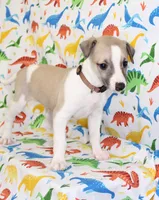 BAMA-AKC, a male Whippet for sale in Bells, TX – Photo 7 of 10