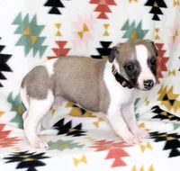 BAMA-AKC, a male Whippet for sale in Bells, TX – Photo 3 of 4