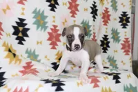 BAMA-AKC, a male Whippet for sale in Bells, TX – Photo 4 of 4