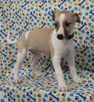 BAMA-AKC, a male Whippet for sale in Bells, TX – Photo 3 of 10