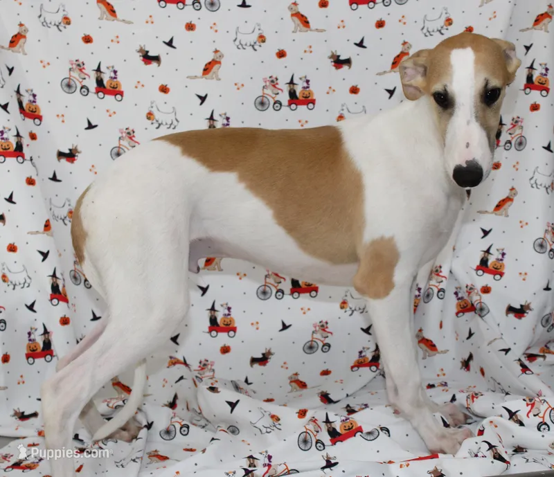 GRAHAM-WHIPPET AKC – Whippet puppy for sale in Bells, TX