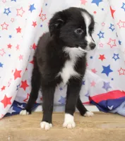 INDIGO-TOY ASDR, a female Toy Australian Shepherd for sale in Bells, TX – 8 of 9