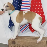 GRAHAM-WHIPPET AKC, a male Whippet for sale in Bells, TX – 2 of 10