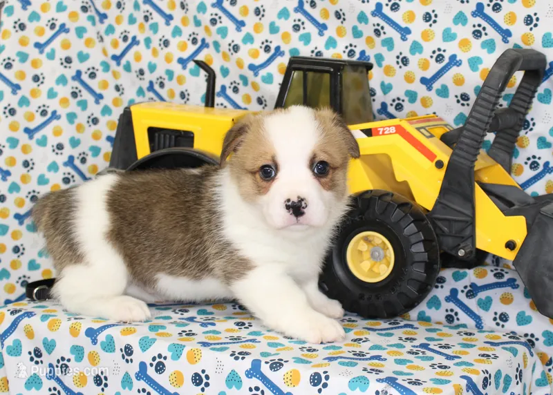 BODIE – Pembroke Welsh Corgi puppy for sale in Bells, TX