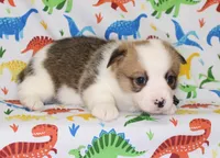 BODIE, a male Pembroke Welsh Corgi for sale in Bells, TX – Photo 3 of 4