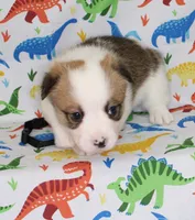 BODIE, a male Pembroke Welsh Corgi for sale in Bells, TX – Photo 4 of 4