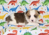 BODIE, a male Pembroke Welsh Corgi for sale in Bells, TX – Photo 1 of 4